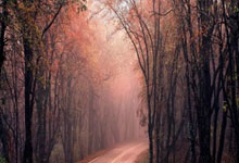 弗赖堡队主场不敌多特蒙德，遭遇连败